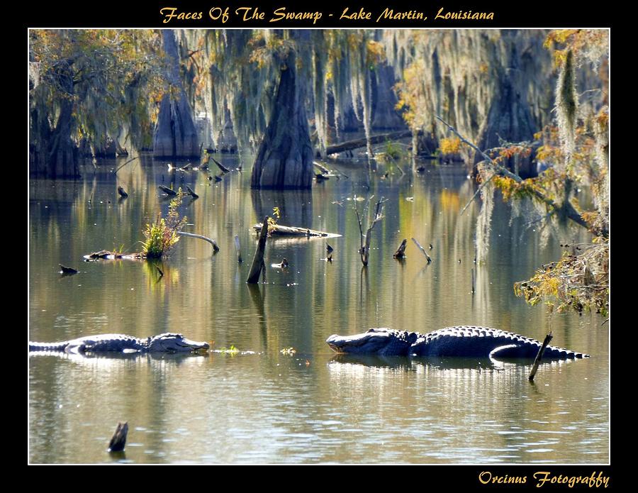 Faces Of The Swamp Photograph by Kimo Fernandez