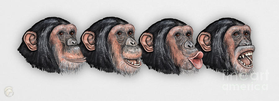 Facial Expressions of Chimpanzees Pan troglodytes - Zoo - Mimik Schimpansen - stock illustration #3 Painting by Urft Valley Art  Matt J G  Maassen-Pohlen