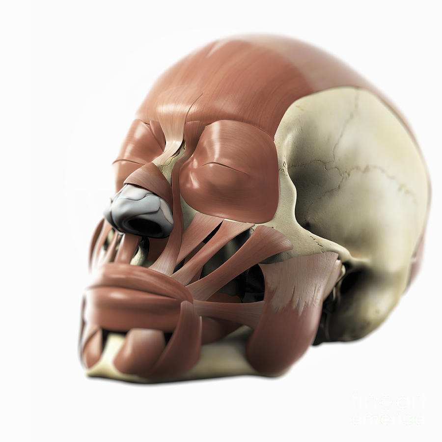 Skull Photograph - Facial Muscles by Science Picture Co