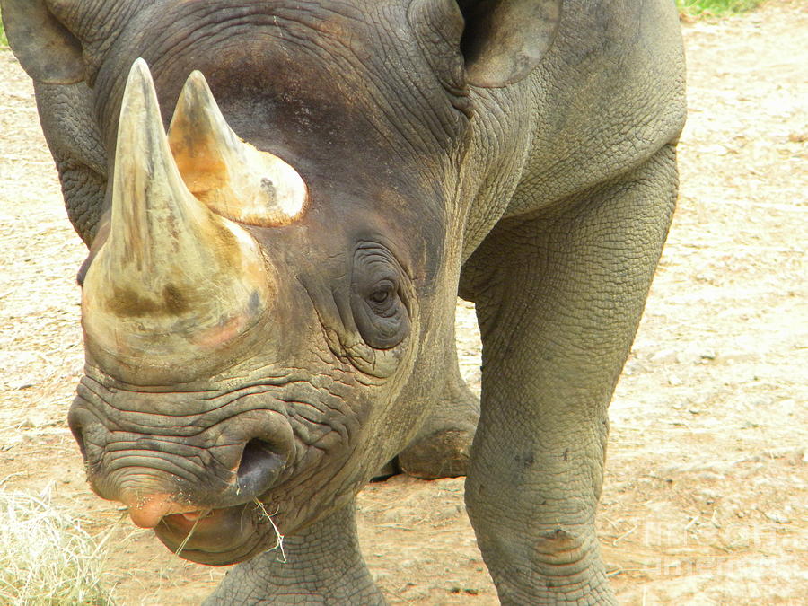 Facial Rhino Photograph By Nathanael Smith - Fine Art America