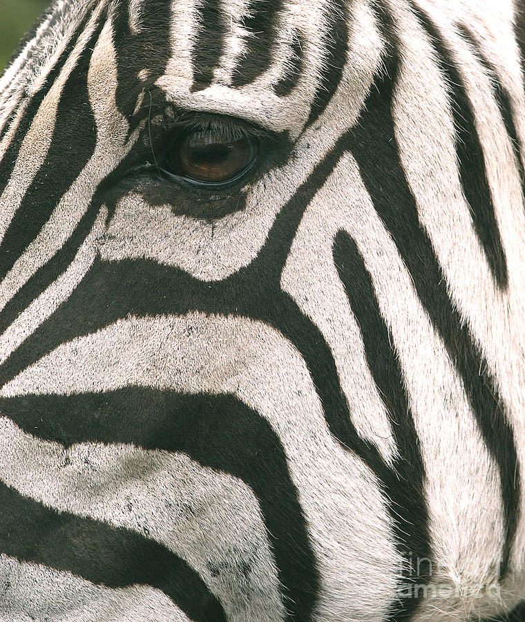 Facial Stripe Pattern And Eye Photograph by Natures Images Inc