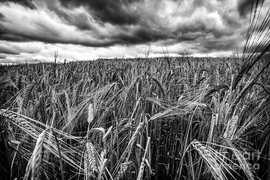 Field Photograph - Facing The Storm by John Farnan