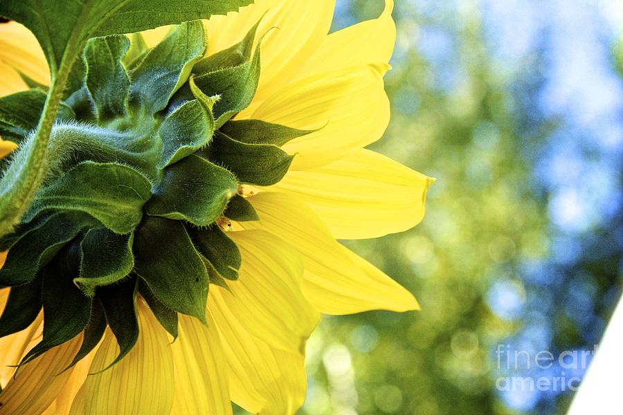 Sunflower Photograph - Facing the Sun by Alanna DPhoto