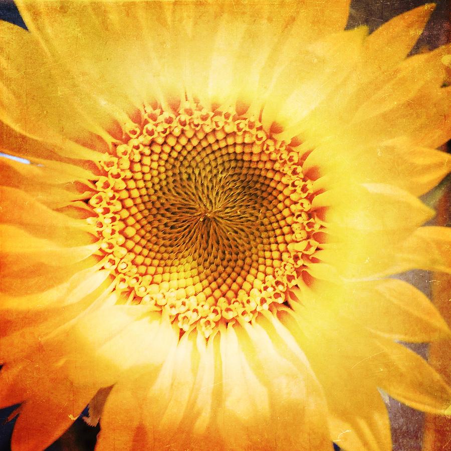Sunflower Photograph - Facing the Sun by Beth Williams