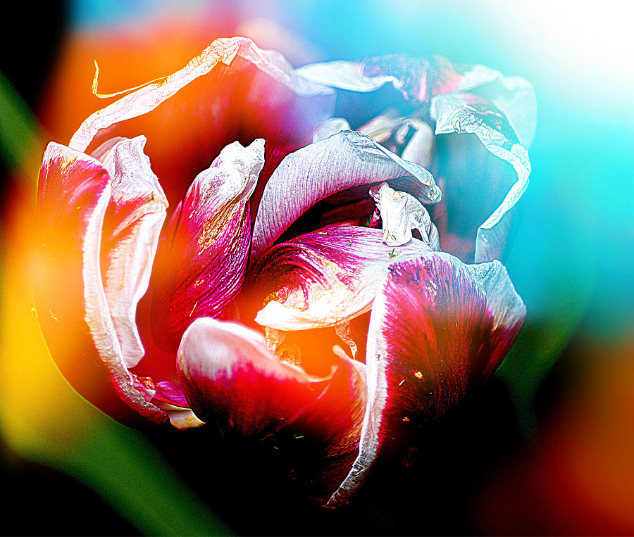 Faded Tulip I Photograph by Joan Han