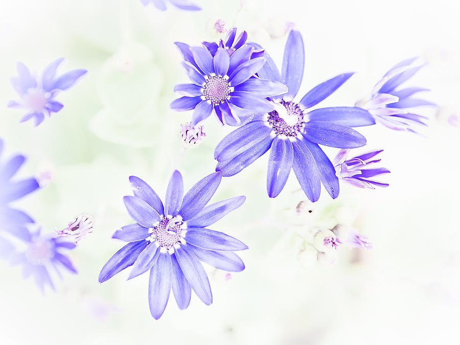 Faded Blue Flowers Photograph by Mark Llewellyn