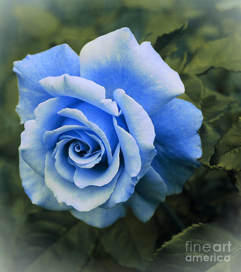 Rose Photograph - Faded Blue Rose by Barbara A Griffin