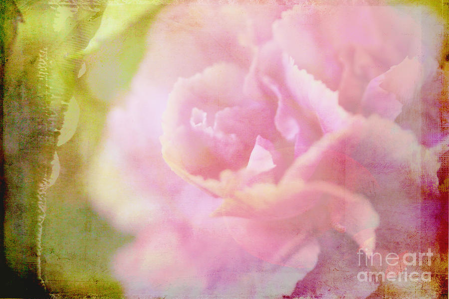 Faded Carnation Photograph by Judi Bagwell