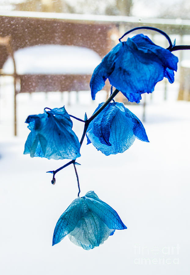 Faded Cobalt Blue Orchid Glory Photograph by Deborah Smolinske