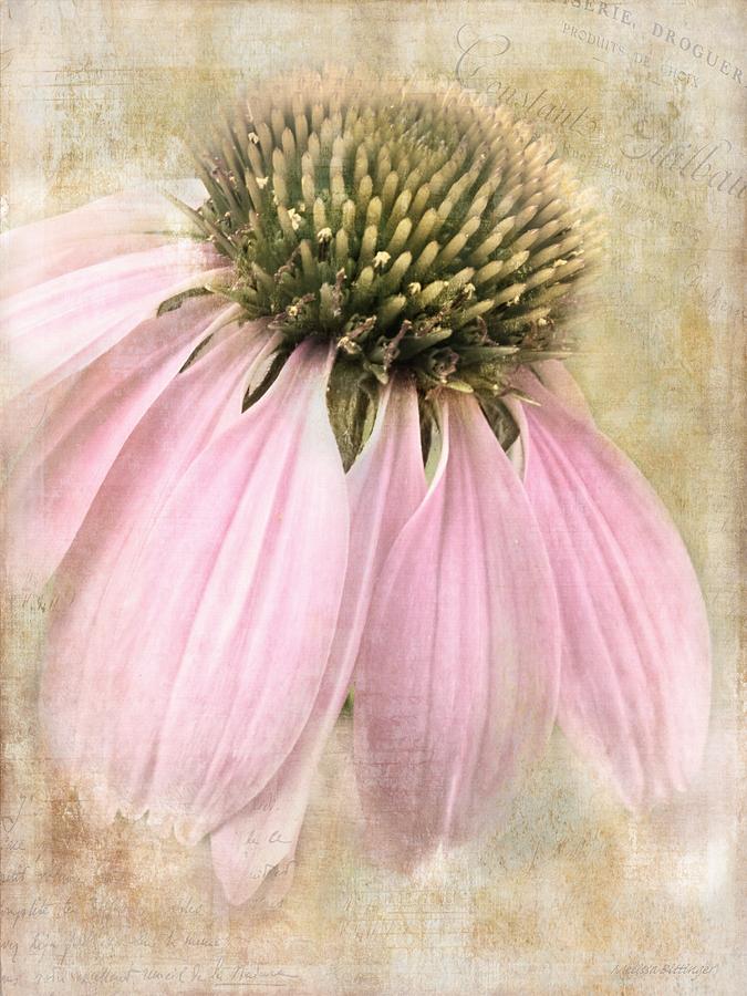 Summer Photograph - Faded Coneflower by Melissa Bittinger