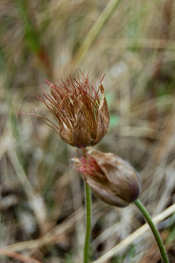 Faded Dream Pasqueflower Photograph by Greni Graph