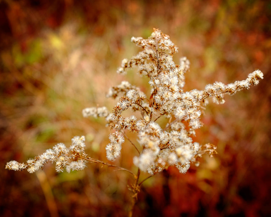 Faded Goldenrod  Photograph by Chris Bordeleau