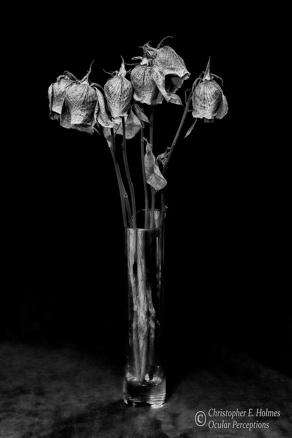 Flower Photograph - Faded Long Stems - BW by Christopher Holmes
