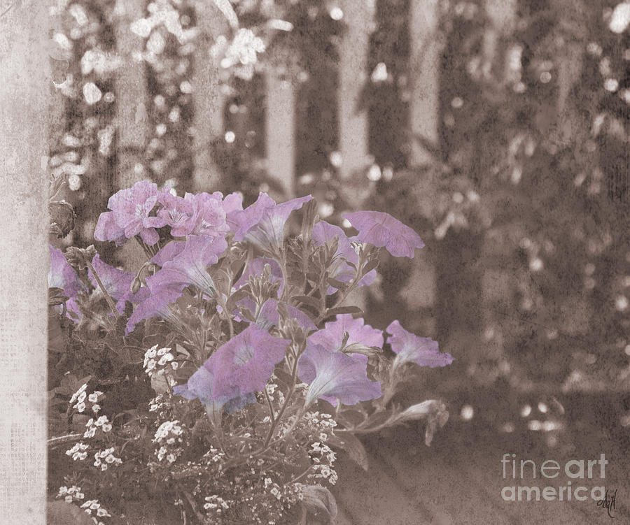 Flower Photograph - Faded Petunias on the Porch by Victoria Harrington
