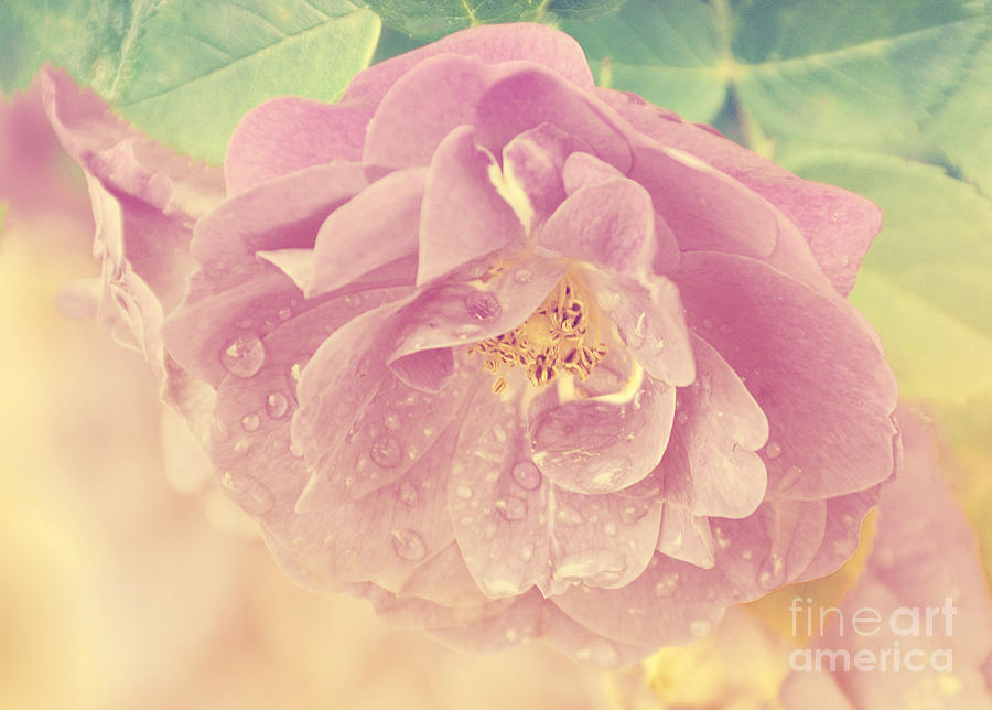 Faded Pink Rose Photograph by Elaine Manley