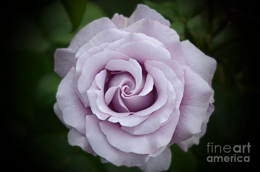 Faded Rose Photograph by Frank Larkin