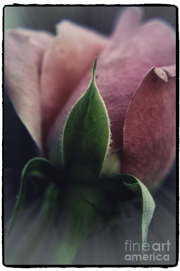 Faded Rose Photograph by Lori Mellen-Pagliaro