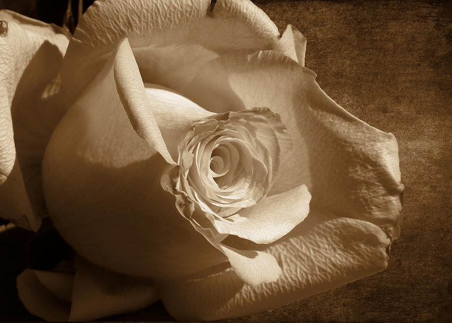 Faded Rose Photograph by Lynn Bolt