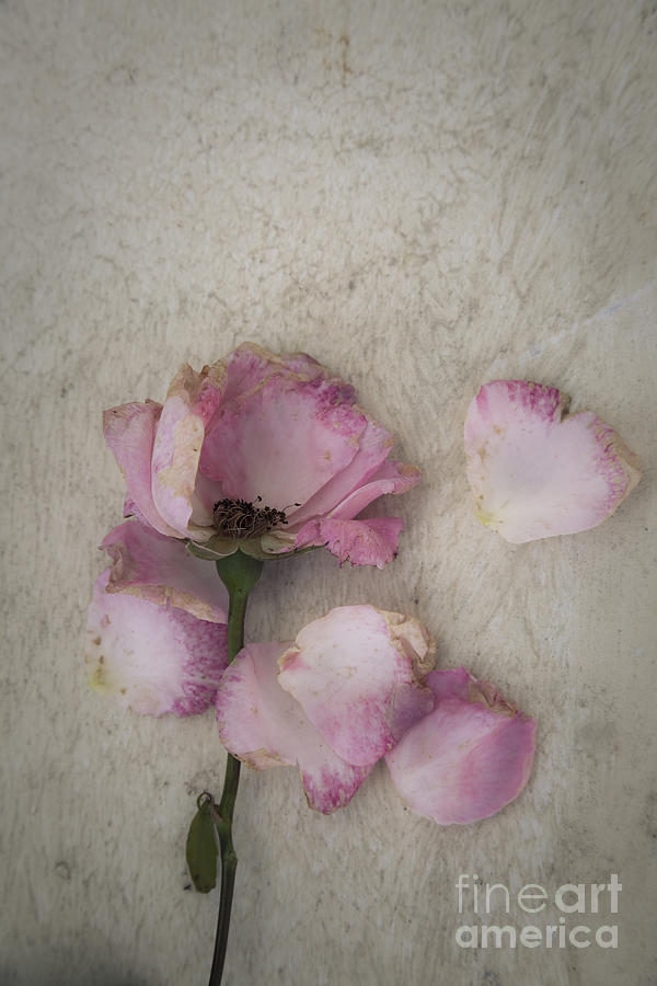 Faded Rose Photograph by Maria Heyens
