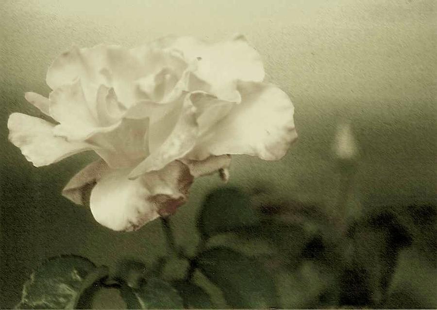 Faded Rose Photograph by Mary Wolf