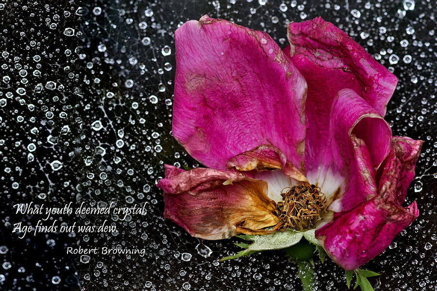 Rose Photograph - Faded Rose - Youth and Age by Nikolyn McDonald