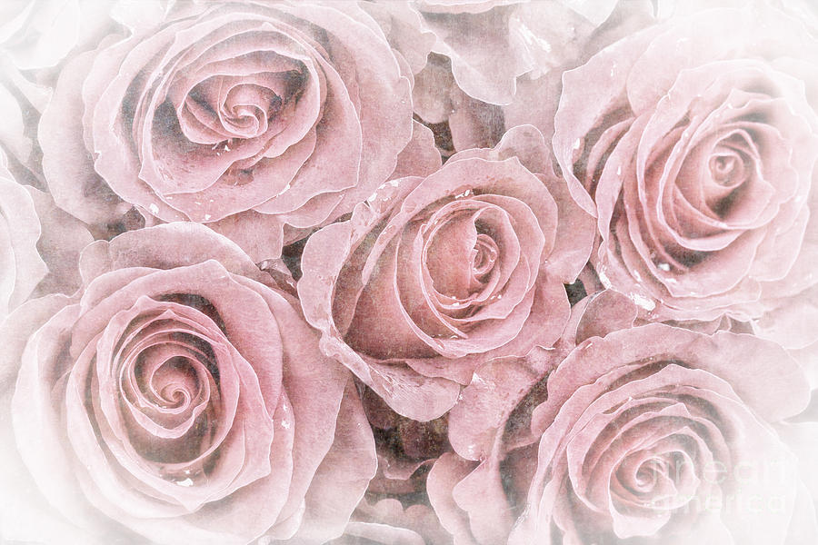 Vintage Photograph - Faded roses by Jane Rix
