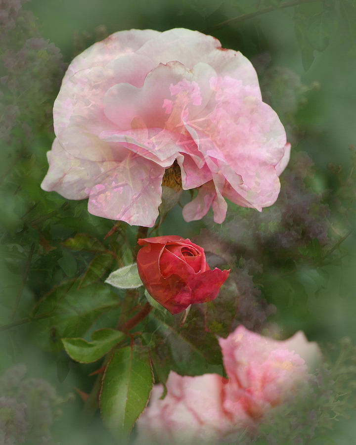 Faded Roses Digital Art by TnBackroadsPhotos 