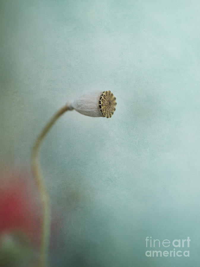 Poppy Photograph - faded summer I by Priska Wettstein