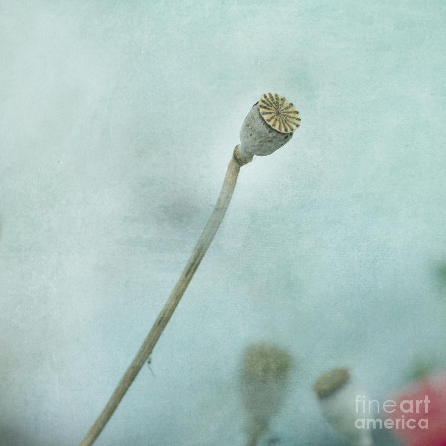 Poppy Photograph - faded summer II by Priska Wettstein