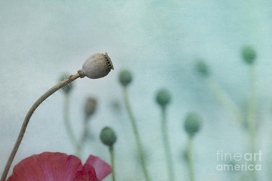 Poppy Photograph - faded summer III by Priska Wettstein