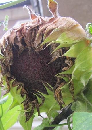 Faded Sunflower Photograph by Rosita Larsson - Fine Art America