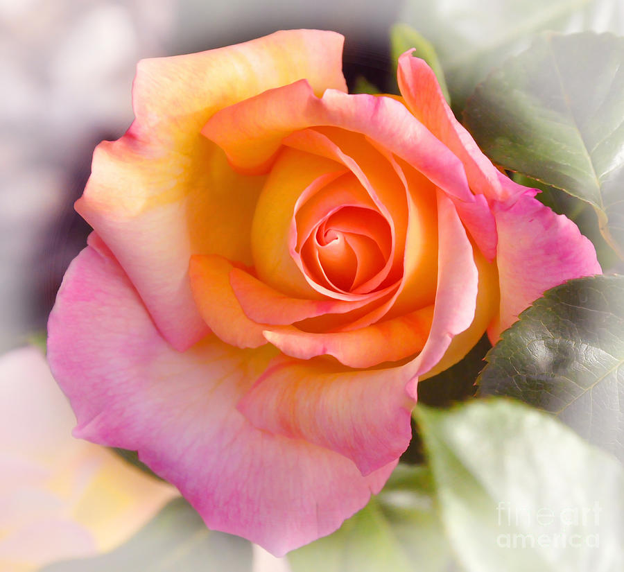 Faded Variegated Rose Photograph by Debby Pueschel