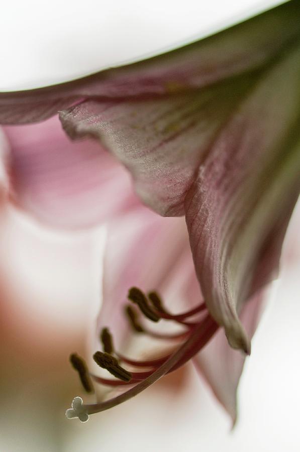Fading Amaryllis (hippeastrum) Flower Photograph by Maria Mosolova