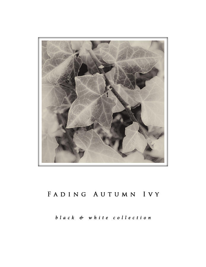 Fading Autumn Ivy black and white collection Photograph by Greg Jackson