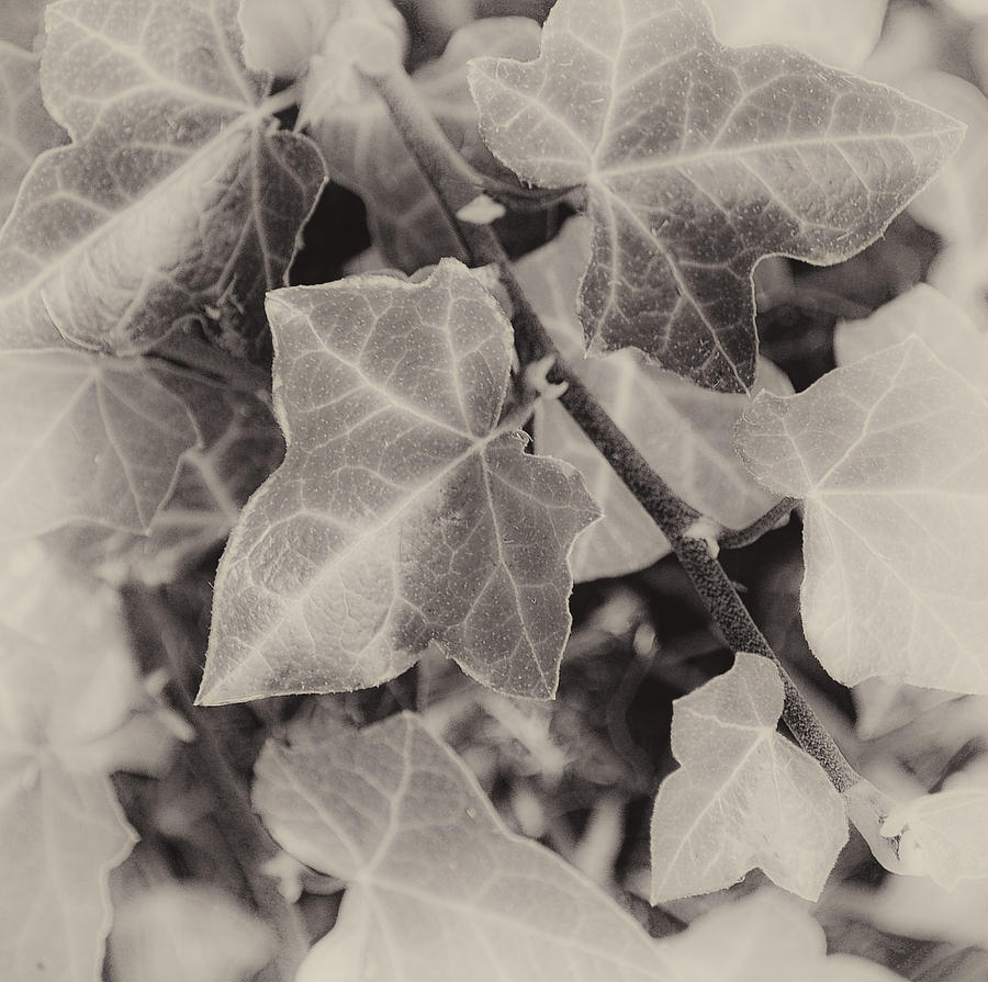 Fading Autumn Ivy Photograph by Greg Jackson