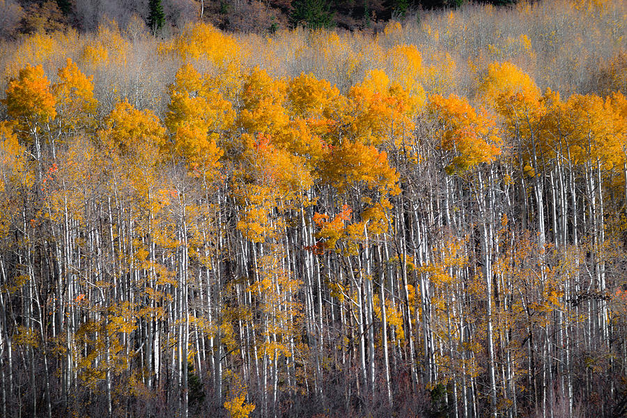 Fading Fall Photograph by Chuck Jason