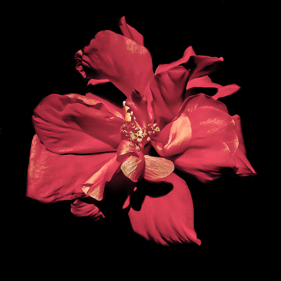 Fading Flower Photograph by Peter Edles Fine Art America