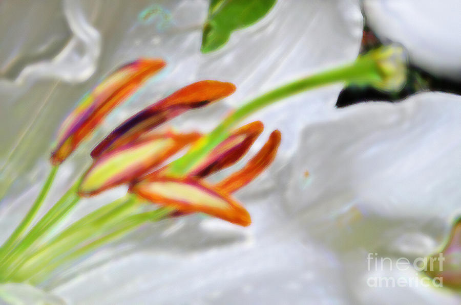 Fading Lily Photograph by Gwyn Newcombe
