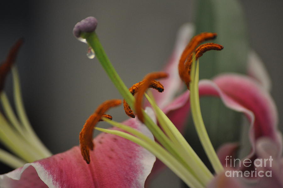 Fading Lily Photograph by Nona Kumah