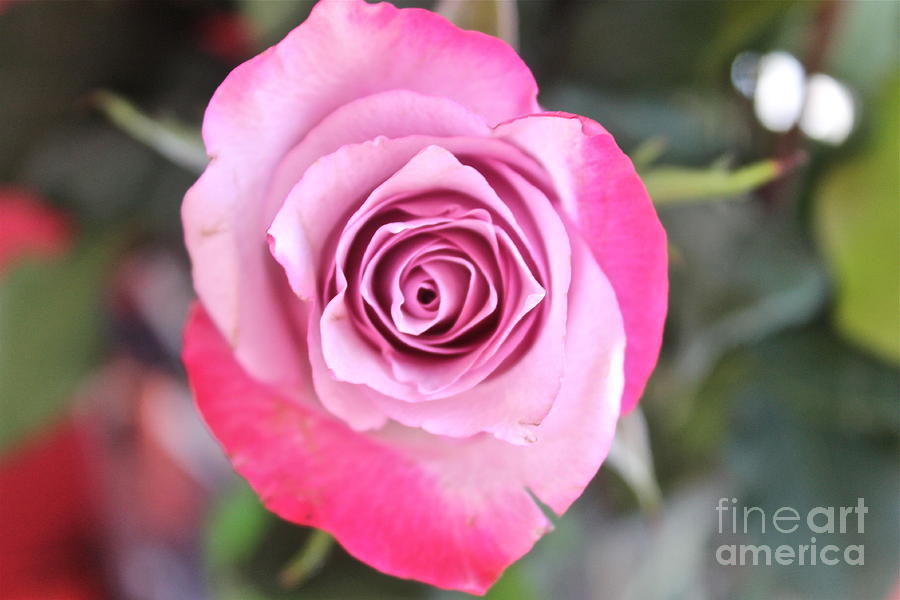 Fading Rose Photograph by Lexi Sale Fine Art America
