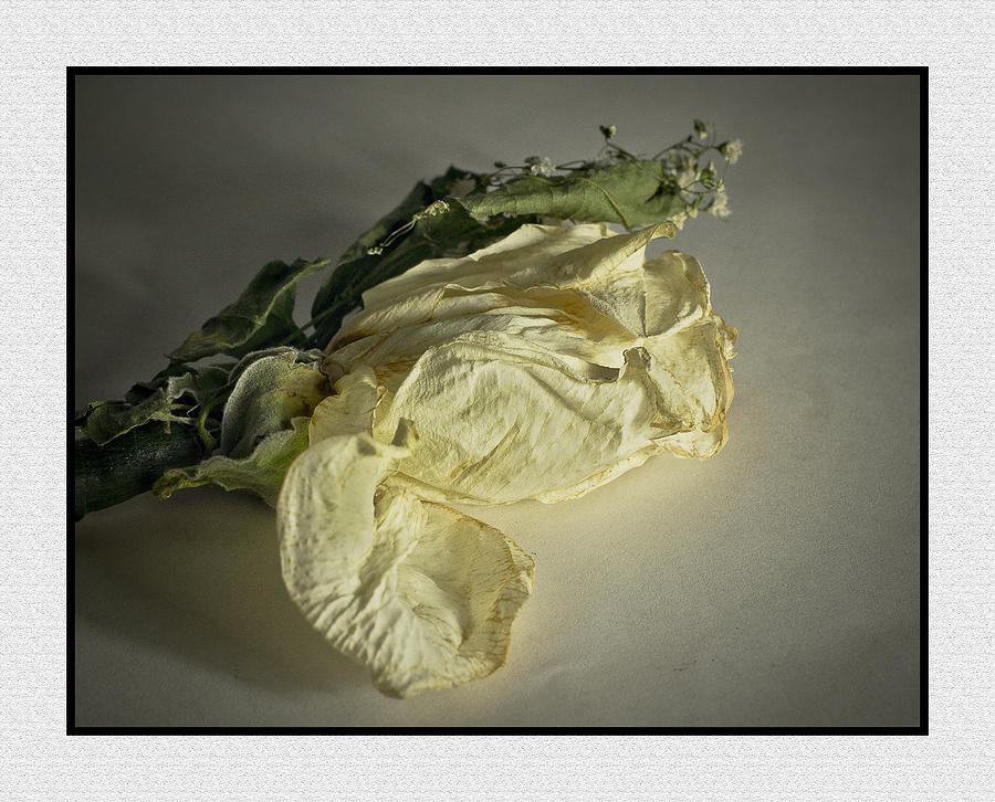 Fading Rose Photograph by Ron Roberts