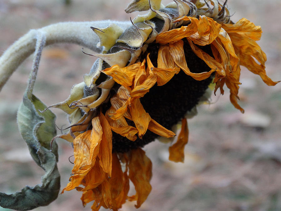 Fading Sunflower Photograph by David T Wilkinson