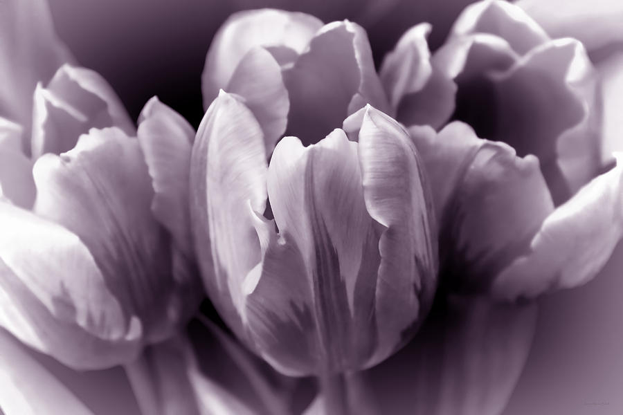 Spring Photograph - Fading Tulip Flowers Lavender Gray Monochrome by Jennie Marie Schell