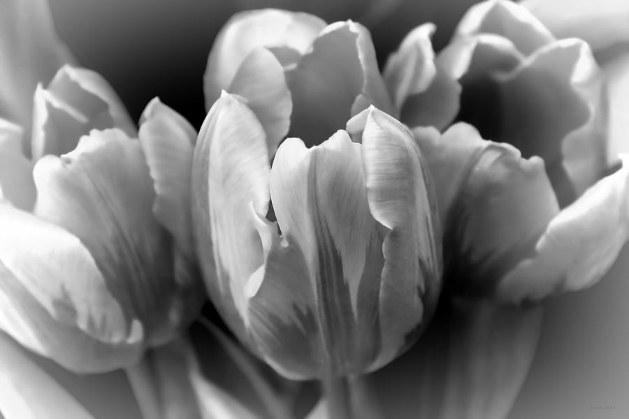 Fading Tulip Flowers Monochrome Photograph by Jennie Marie Schell