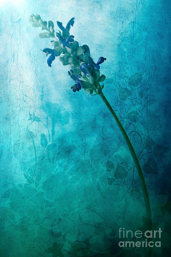 Flowers Still Life Digital Art - Fae by John Edwards