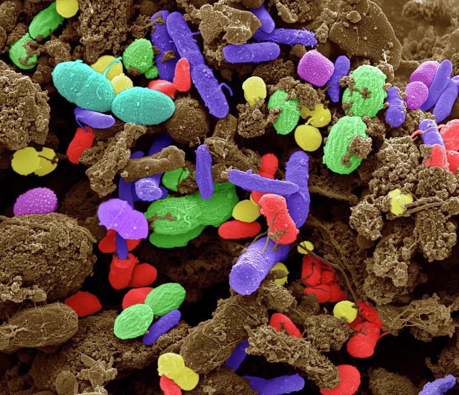 Bacillus Photograph - Faecal Bacteria by Steve Gschmeissner