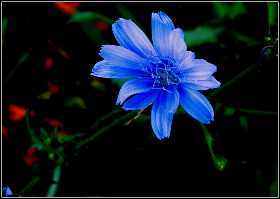 Faerie Blue Flower Photograph by Kathy Barney