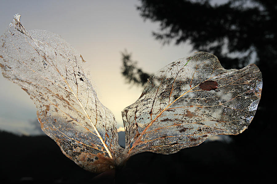 Winter Photograph - Faerie Wings by KATIE Vigil