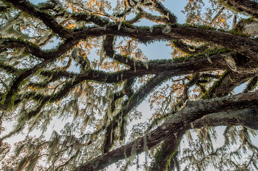 Nature Photograph - Fairchild Oak - Branches by Kathi Shotwell