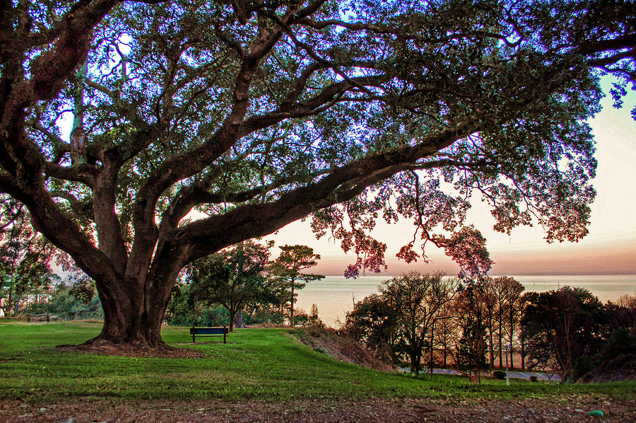 Fairhope Bayview Bench at Sunset Digital Art by Michael Thomas